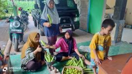 PANEN TOMAT DAN TERONG POKJA III PKK KALURAHAN PATUK